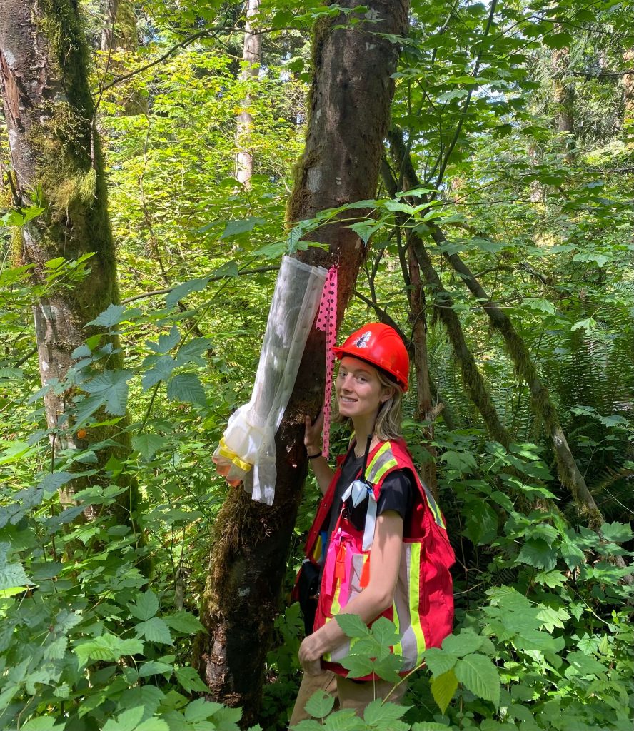 Julia Thain, a UBC Forestry Co-op student, standing in a forest doing field work. 