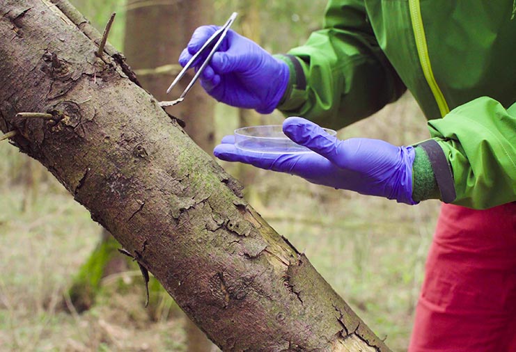 Scientist wearing gloves and taking a sample from a tree branch