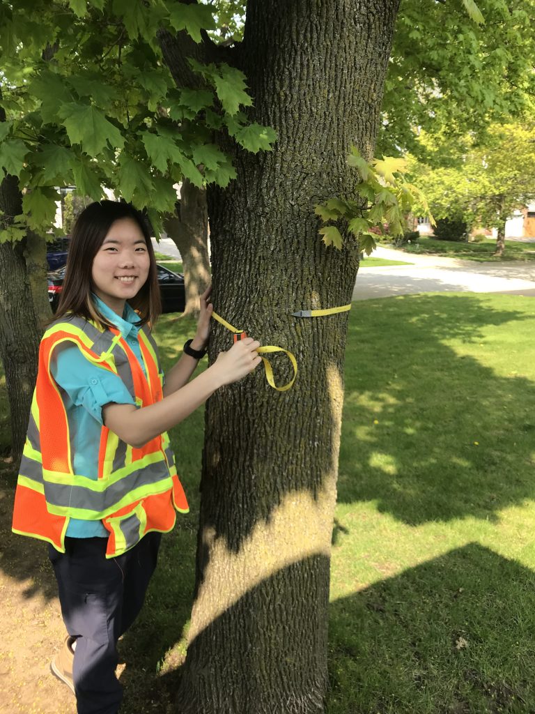 June measuring a tree.