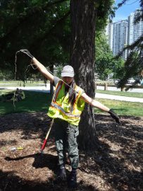 UBC Forestry Co-op Student Katia, holds up a long root from an invasive species in Surrey. 