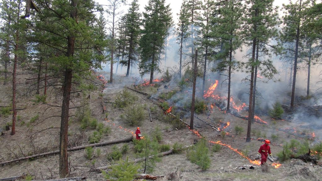 Workers execute a prescribed burn on the forest floor for wildfire mitigation.