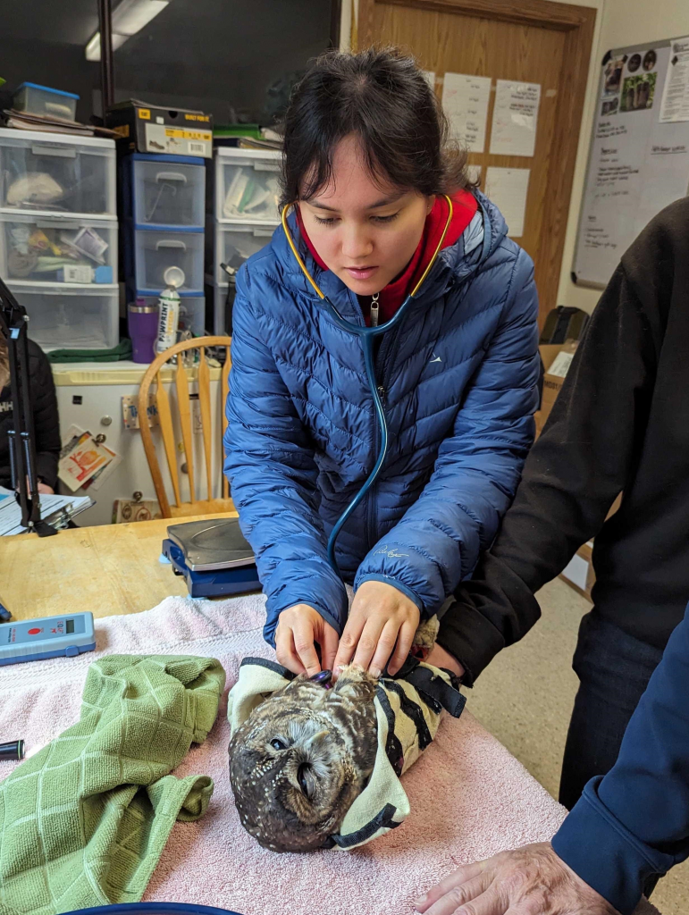 UBC Forestry Student, Kayleah checking an owl's heartbeat.