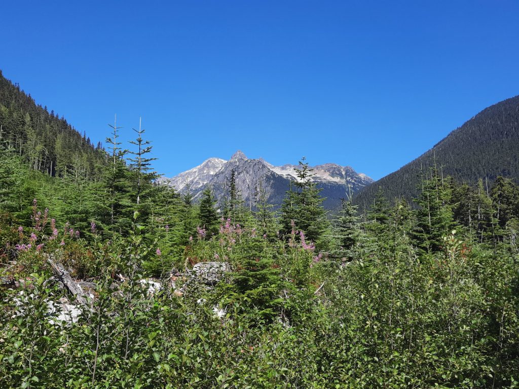 Rocky mountain in the background with greenery, forest and plants in the foreground.