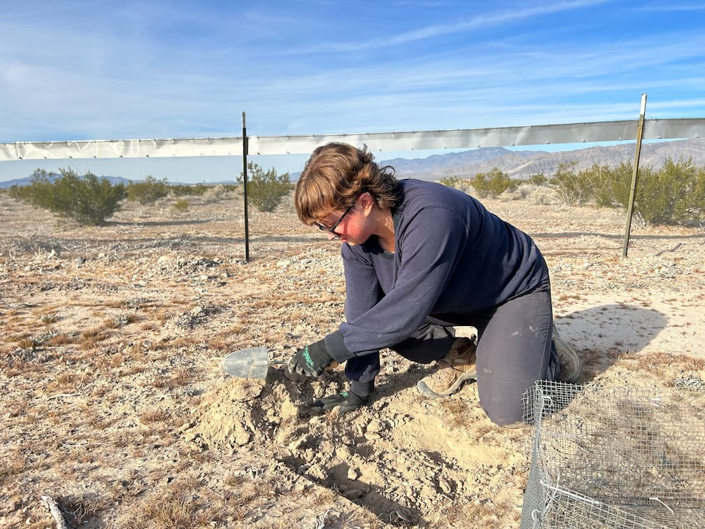 Abigail investigating seed dormancy cycling in desert plants 